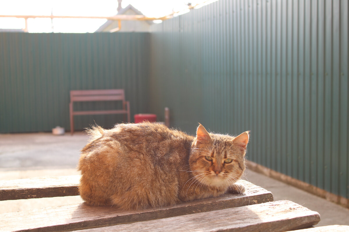 Испугался звука камеры, после этого фото сразу убежал. Далее наблюдал из далека.