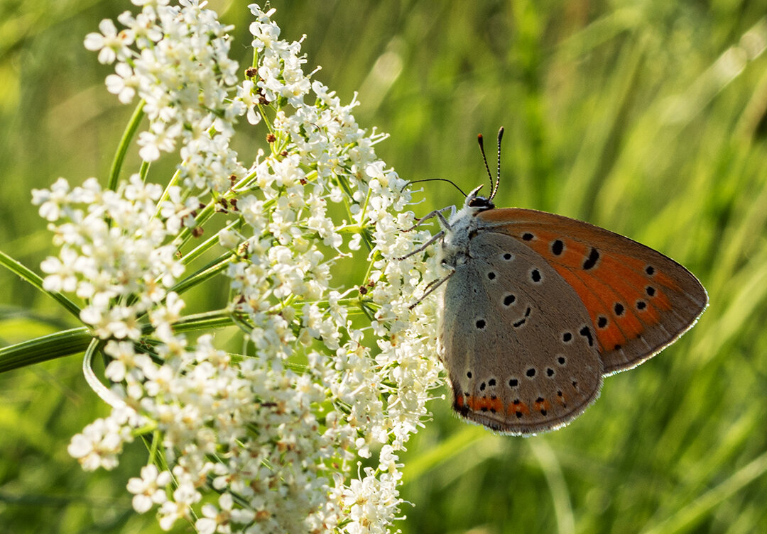 Не макро конечно,но тоже красиво.
