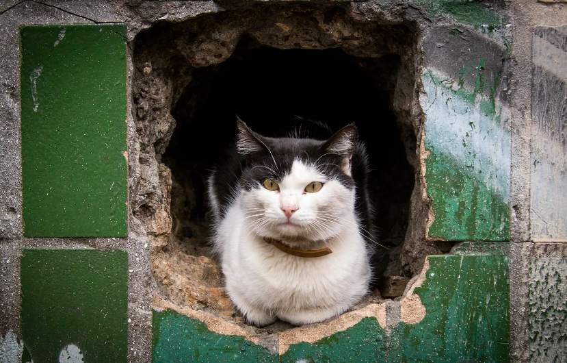 Кошки в подвале дома. Котик в подвале. Подвальные кошки. Кот из подвала. Котенок в подвале.