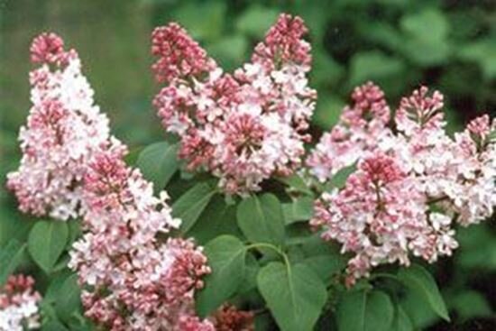 Сирень Marie Frances