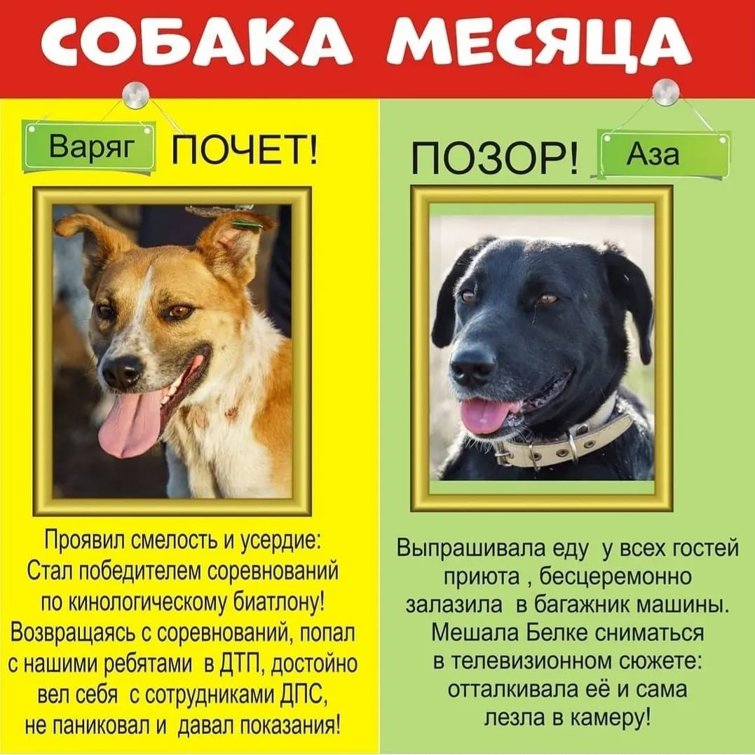 Обе собачки уже нашли свой дом! А память осталась)