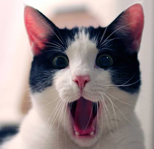 4 причины появления крови изо рта у кошки - какие из них могут угрожать  жизни питомца | Лапа помощи | Дзен