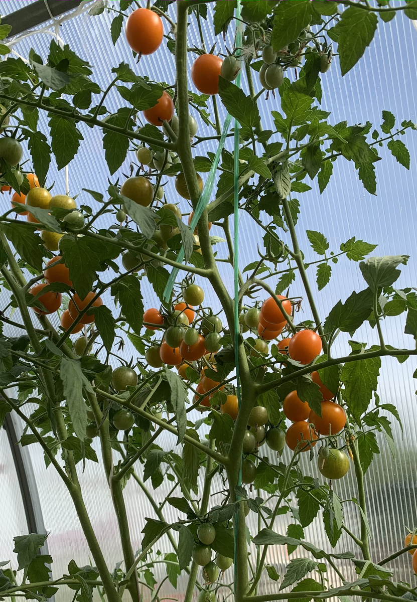 Волшебная арфа