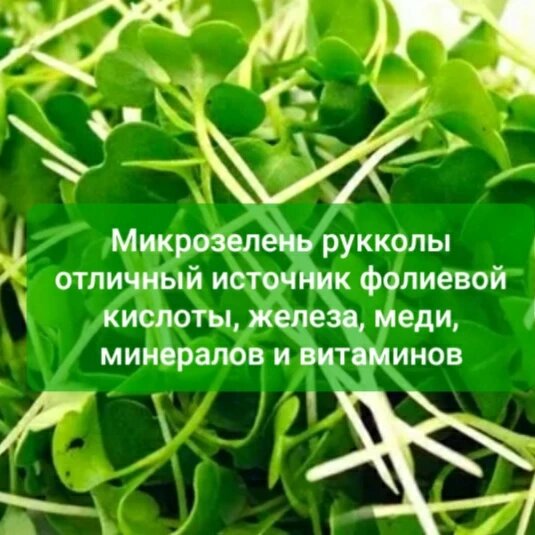 Зелень полезна для укрепления иммунитета, поскольку содержит в себе аскорбиновую кислоту.
