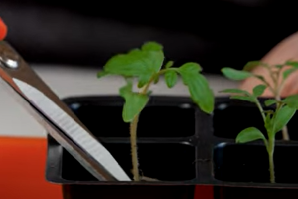 Срезаю рассаду у самого грунта. Скрин фото автора