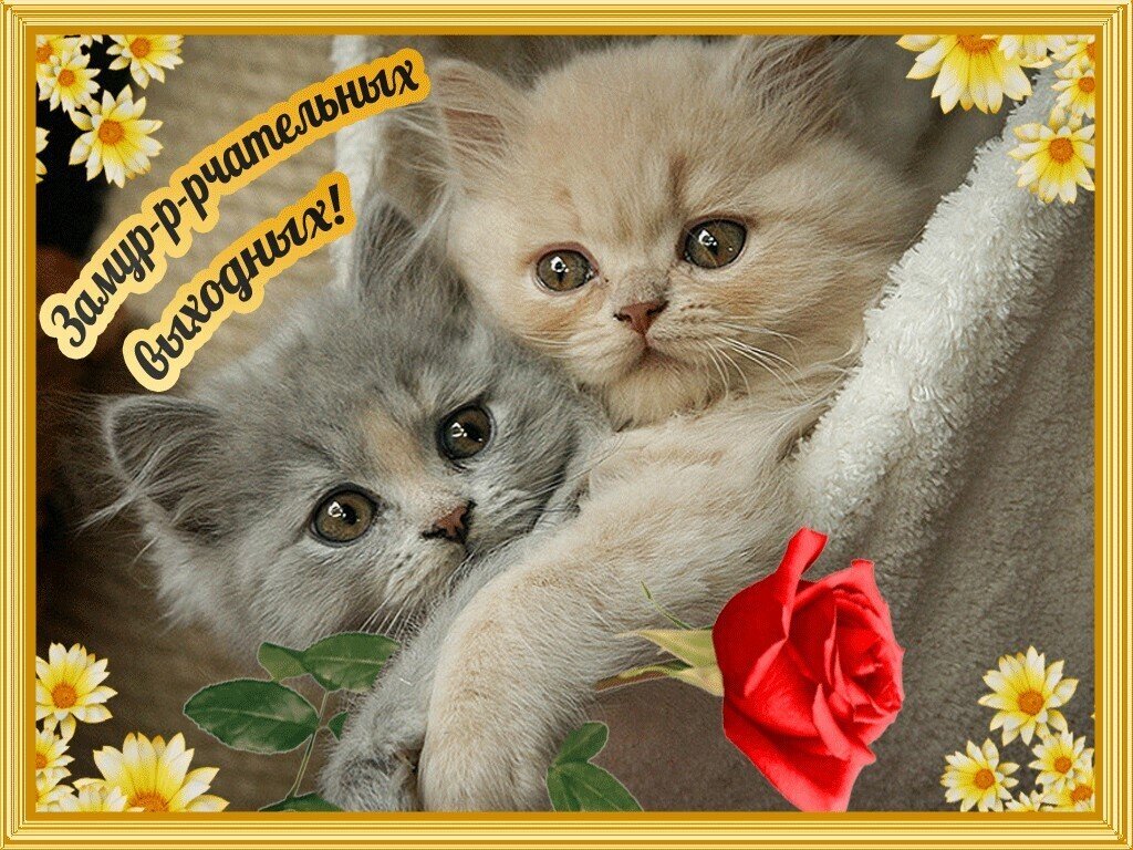 Картинки с хорошего дня с котами