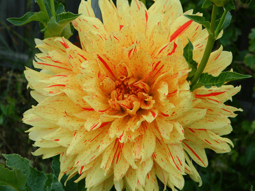 Георгина Готика селекции Олега Александровича Дороганова