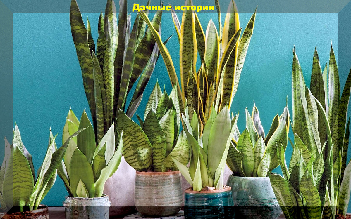 Практически вечные: самые устойчивые комнатные растения, которые будут ...