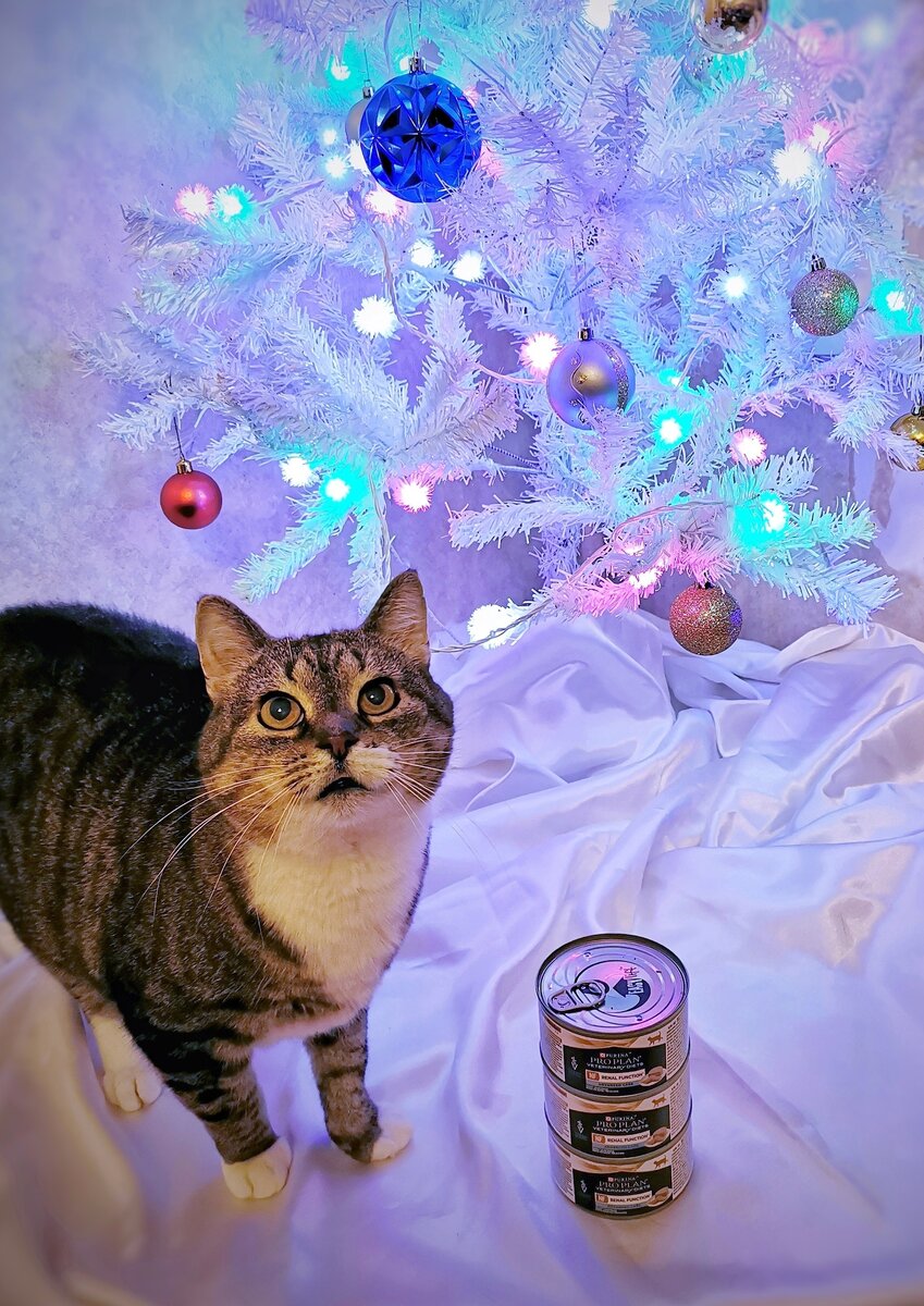 © ВСЕ ОТТЕНКИ КОШАЧЬЕГО. Киля передает благодарность за баночки от себя и Кузьмы! 🐈🐈 Подарок от Ольги К. (заказ №125796). 🎁