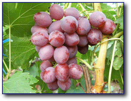 г.ф. Придорожный.