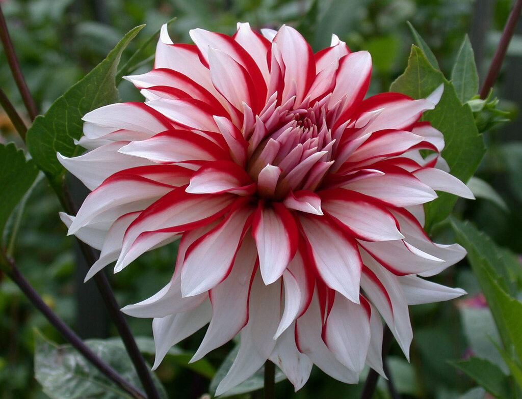 Георигна Санта Клаус