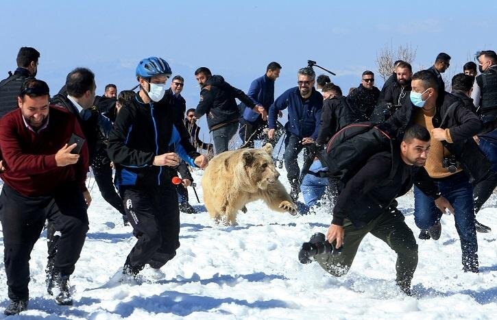 Я знаю, что это фото выглядит как фотошоп, но оно настоящее. Целая толпа журналистов присутствовала на процедуре выпуска сирийских медведей в дикую природу, но отчего-то один из них ломанулся прямо в толпу. К счастью, никто не пострадал.