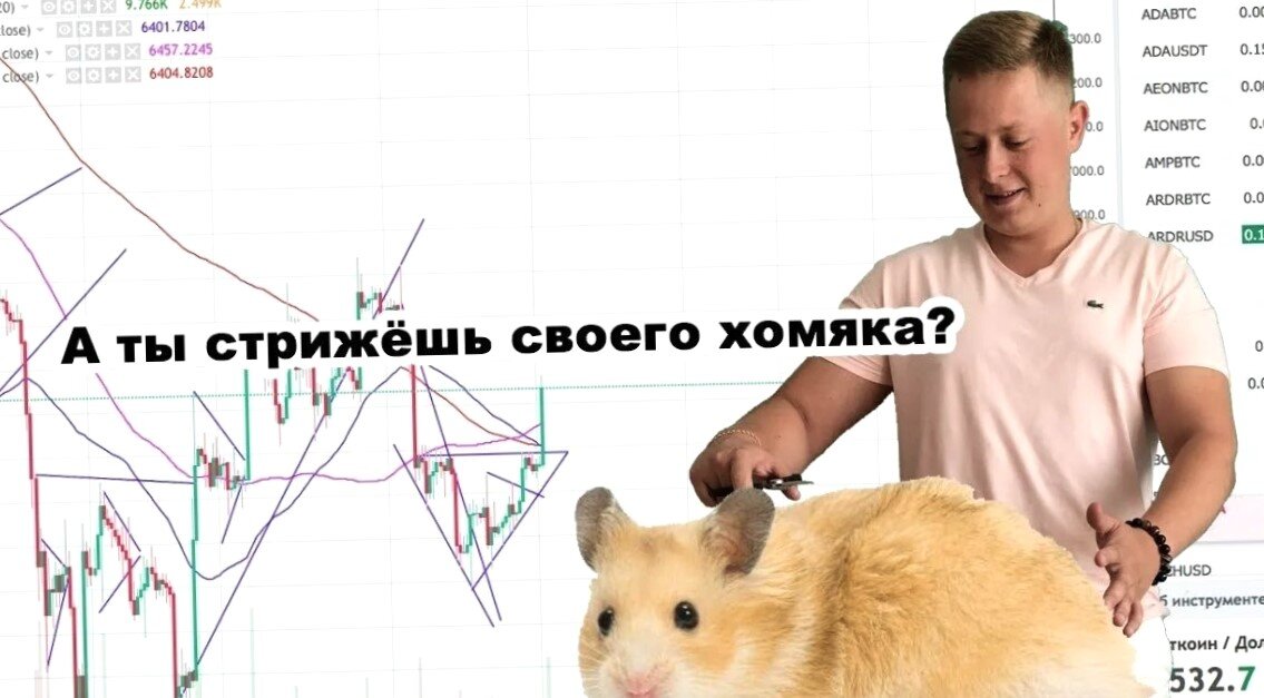 Приложение хомяк крипта. Хомяк трейдер. Хомячки на бирже. Стрижки трейдеров