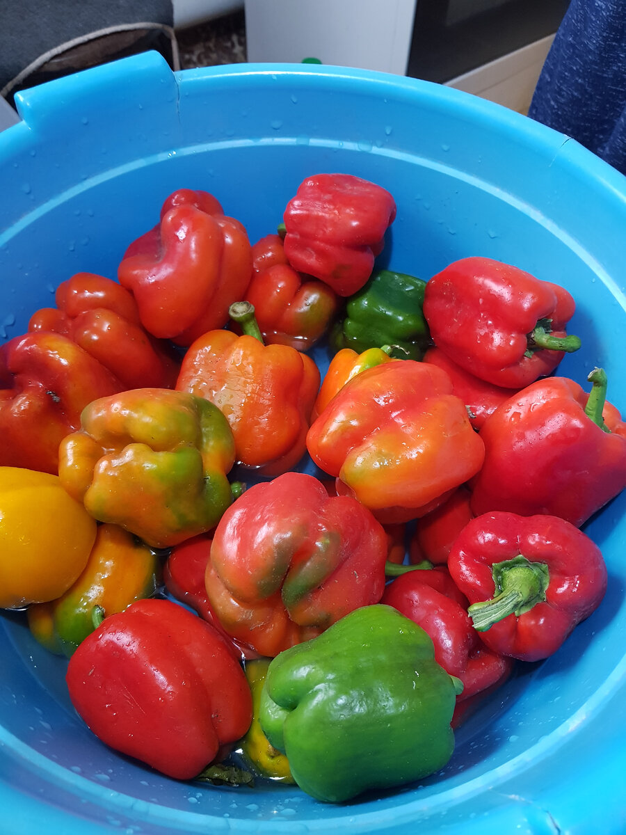 Тазик перца на переработку 