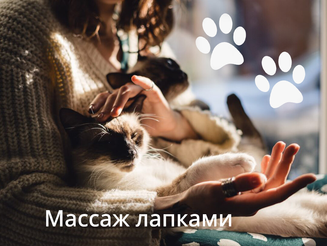Заголовок: Почему кошки делают массаж лапками исключительно людям?
