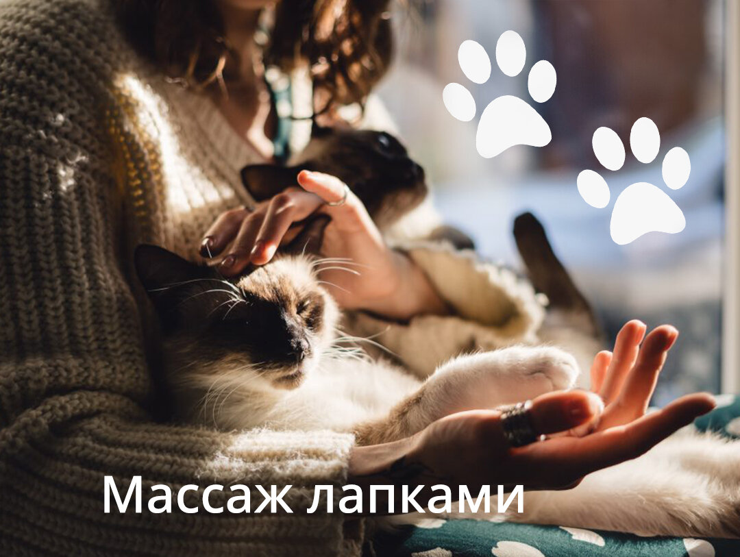 Почему кошки делают 