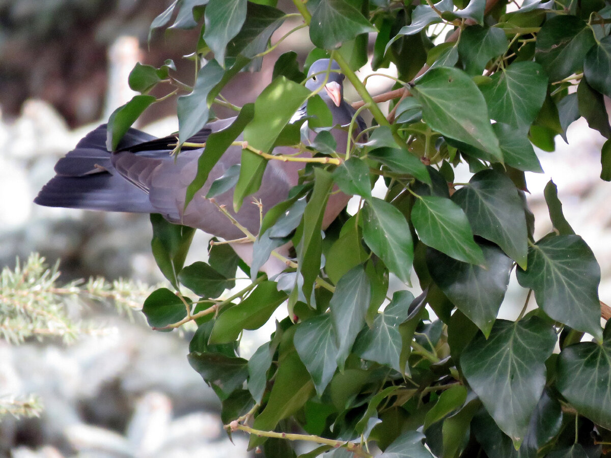 Птица рода голубей - Вяхирь. | Променад с фотоаппаратом. | Дзен
