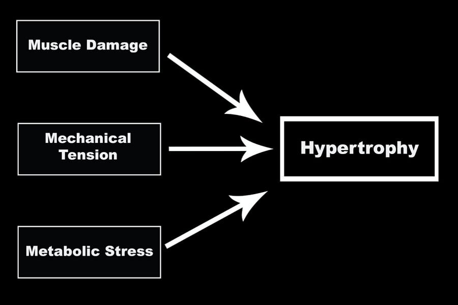 Повреждение мышц, механическое напряжение и метаболический стресс необходимы для гипертрофии мышц.