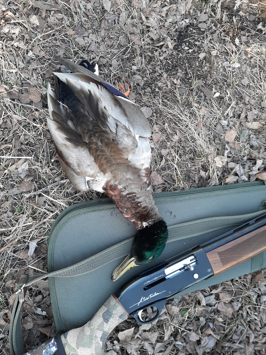 Фото автора. Вернее фото селезня добытого автором. 