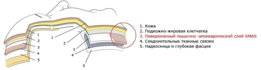 Структура кожи и SMAS