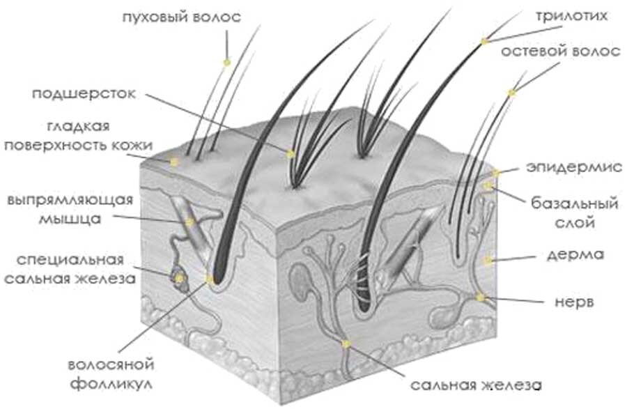 Строение кожи млекопитающих рисунок с подписями 7 класс