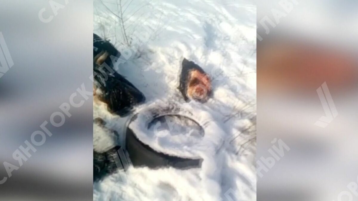     Саяногорец обнаружил пять коровьих голов рядом с одной из контейнерных площадок на улице Дружной в Ай-Дае.