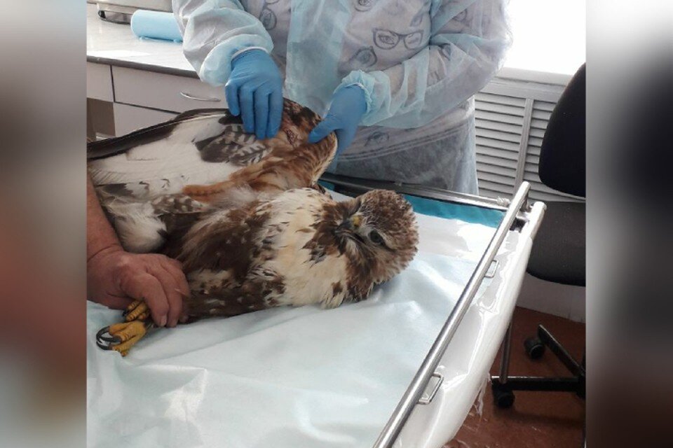     В ветклинике прописали коршуну кальций, чтобы кости быстрее окрепли и срослись. Фото: Оловяннинская ветлечебница.