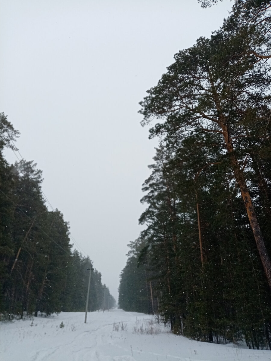 Просека в лесу