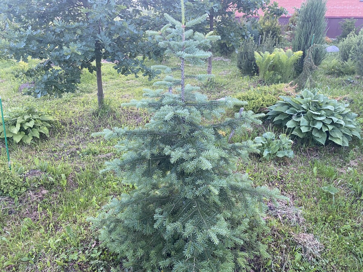 Пихта горная форма ”Glauca” (Abies lasiocarpa f. Glauca)