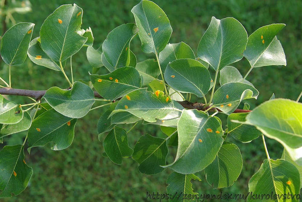 Ржавчина на груше