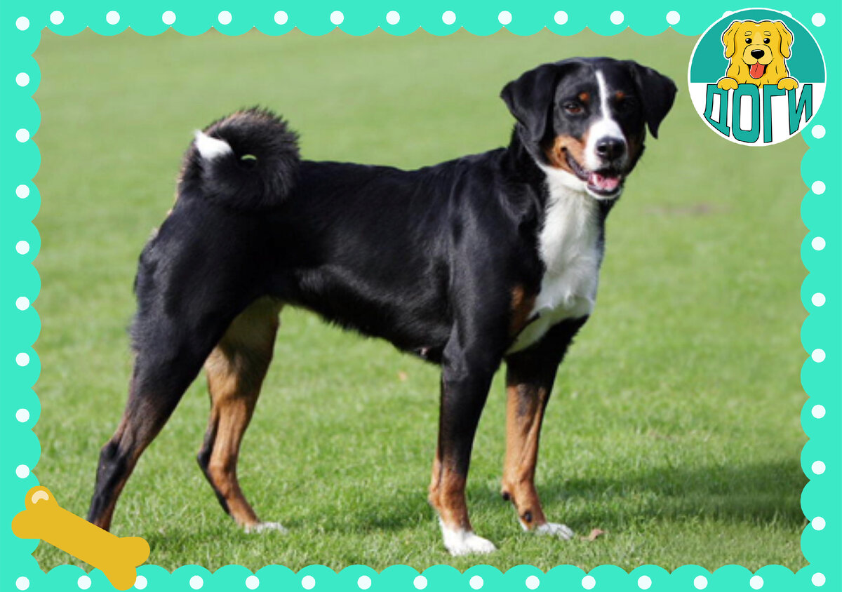 На прогулке. Фото в свободном доступе