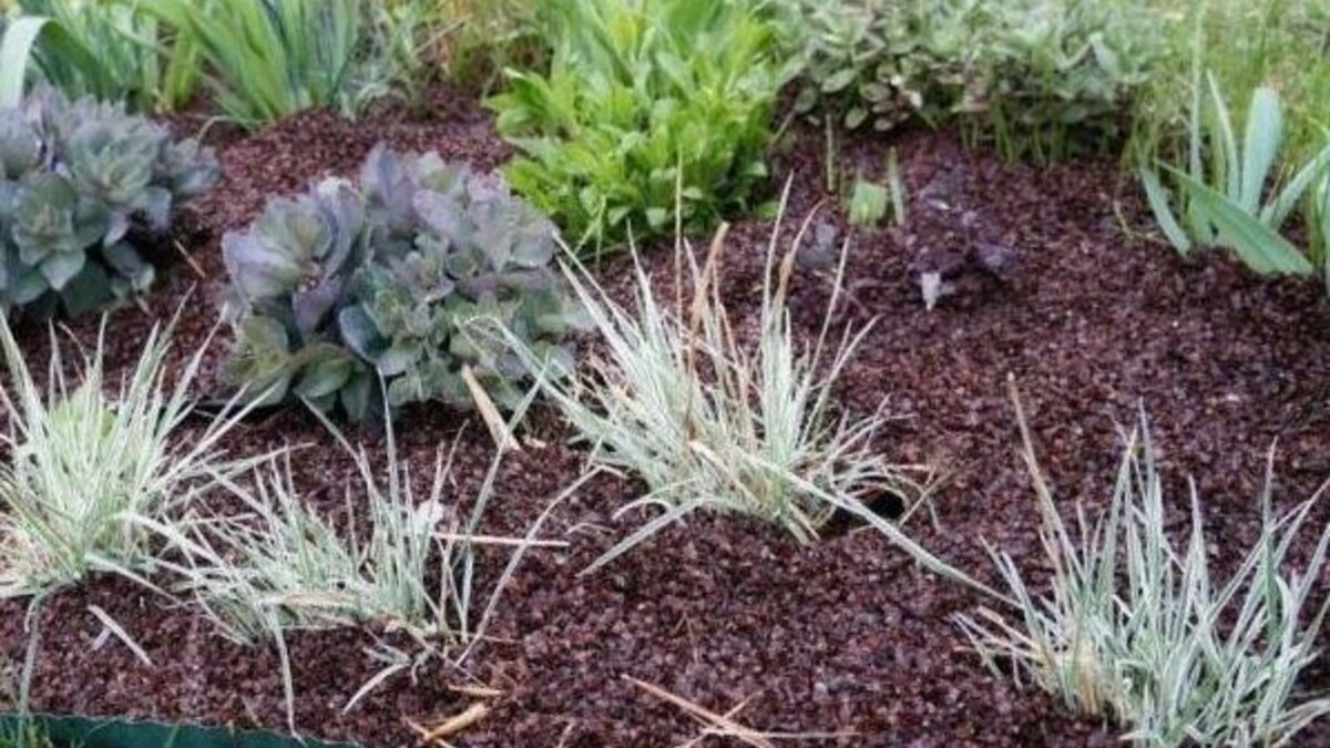 Участок посыпанный гречневой шелухой