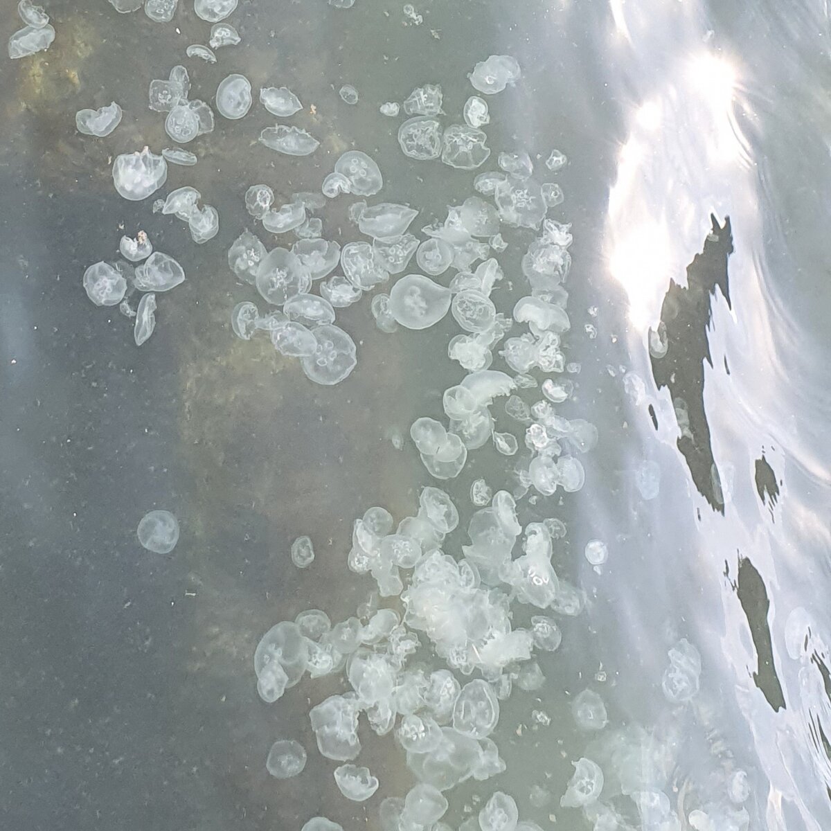 Собрание профсоюза медуз