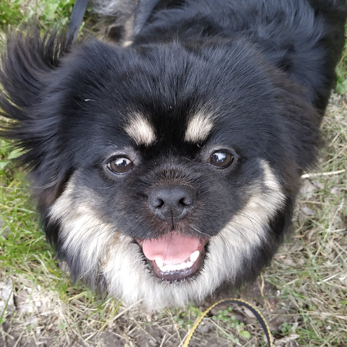 Знакомьтесь - Тибетский спаниель Блэки, он же КРОШ СТОРИ БЛЕК БАККАРДИ
