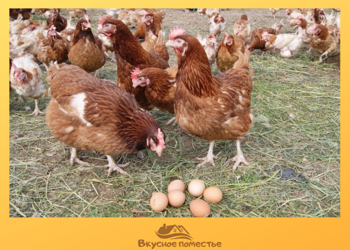 Куры породы Хасекс Браун