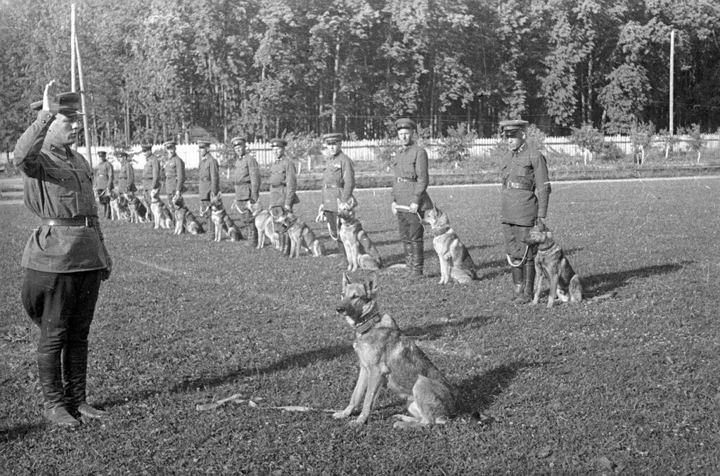 1924 Год Центральная школа военного собаководства «красная звезда».. Питомник служебного собаководства красная звезда. Кусково. Школа служебного собаководства. 1934 Год. Кусково школа служебного собаководства.