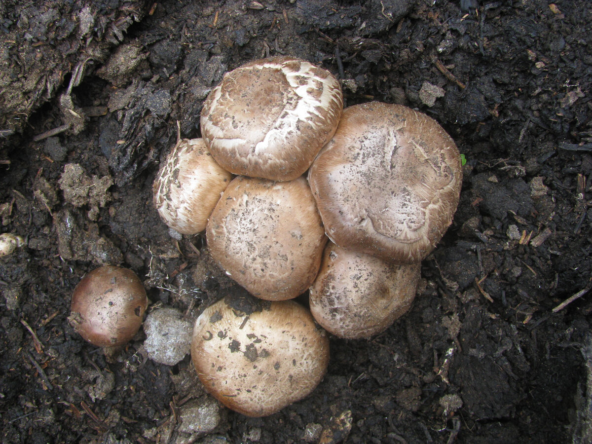 Грибы на нашей даче