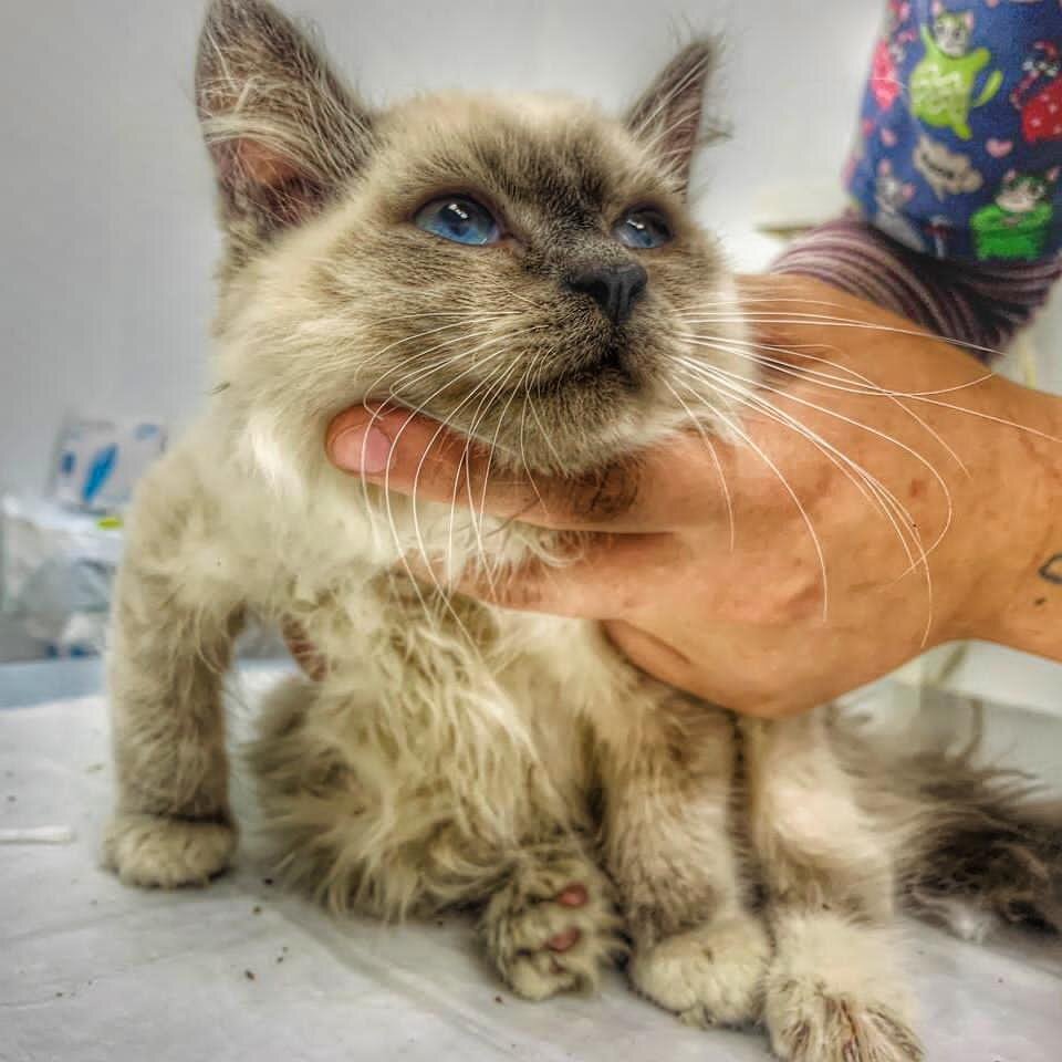 Котенку нужна помощь. 