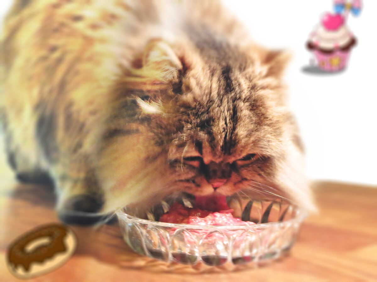 Что значит, если старый кот постоянно просит есть | aikimaster.ru | Дзен