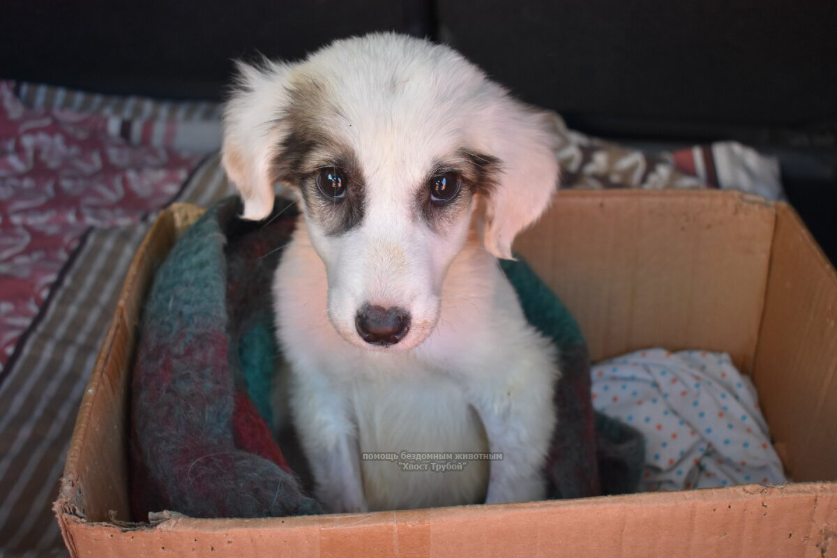 Вот такой была малышка Панда, когда попала на передержку.