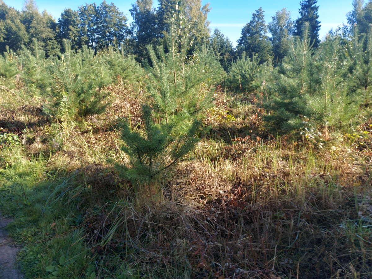 Идем на участок мимо молоденьких деревьев