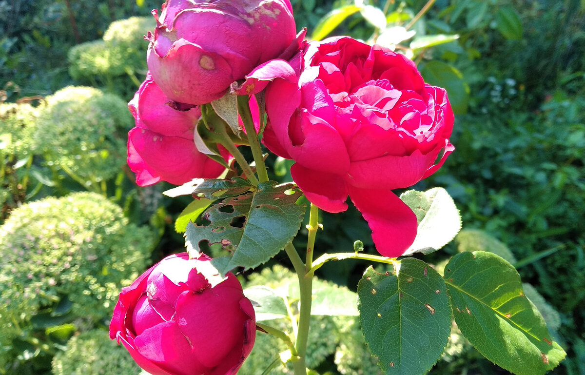 Вот так выглядит моя Red Eden Rose каждый год. Подобрала самое красивое фото. 