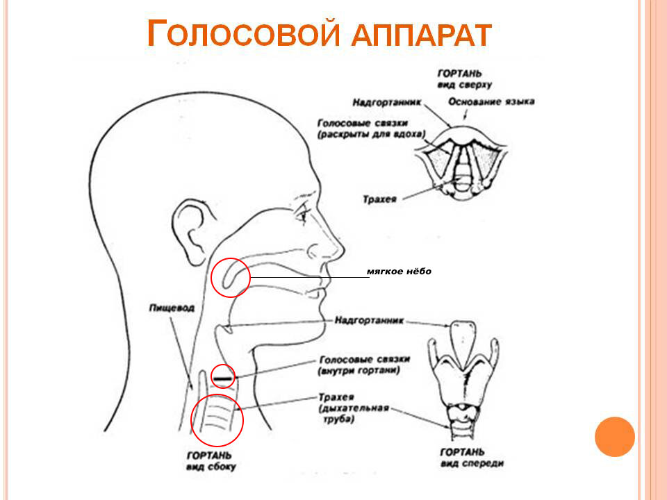 Внутри голосовой