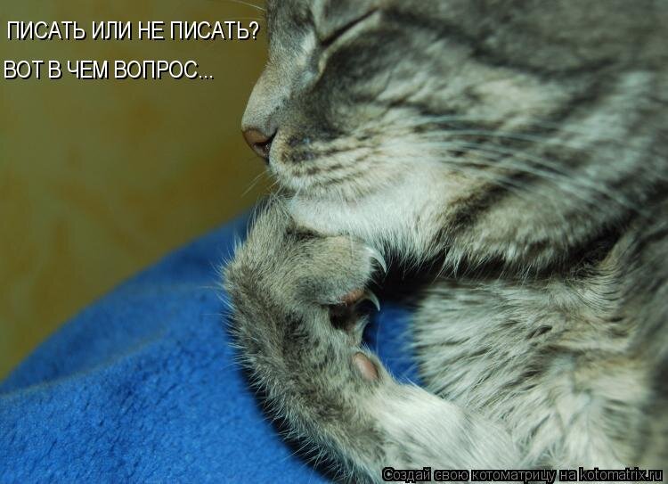 Изображение из открытых источников: kotomatrix.ru