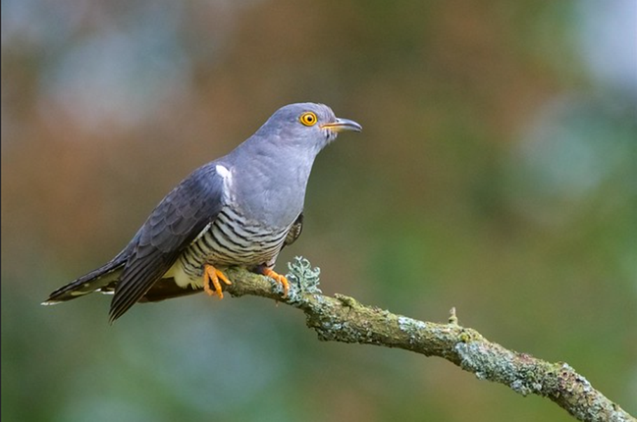 Кукушка (flickr.com) 