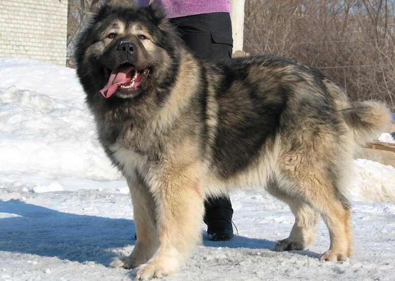 9. Кавказская овчарка
