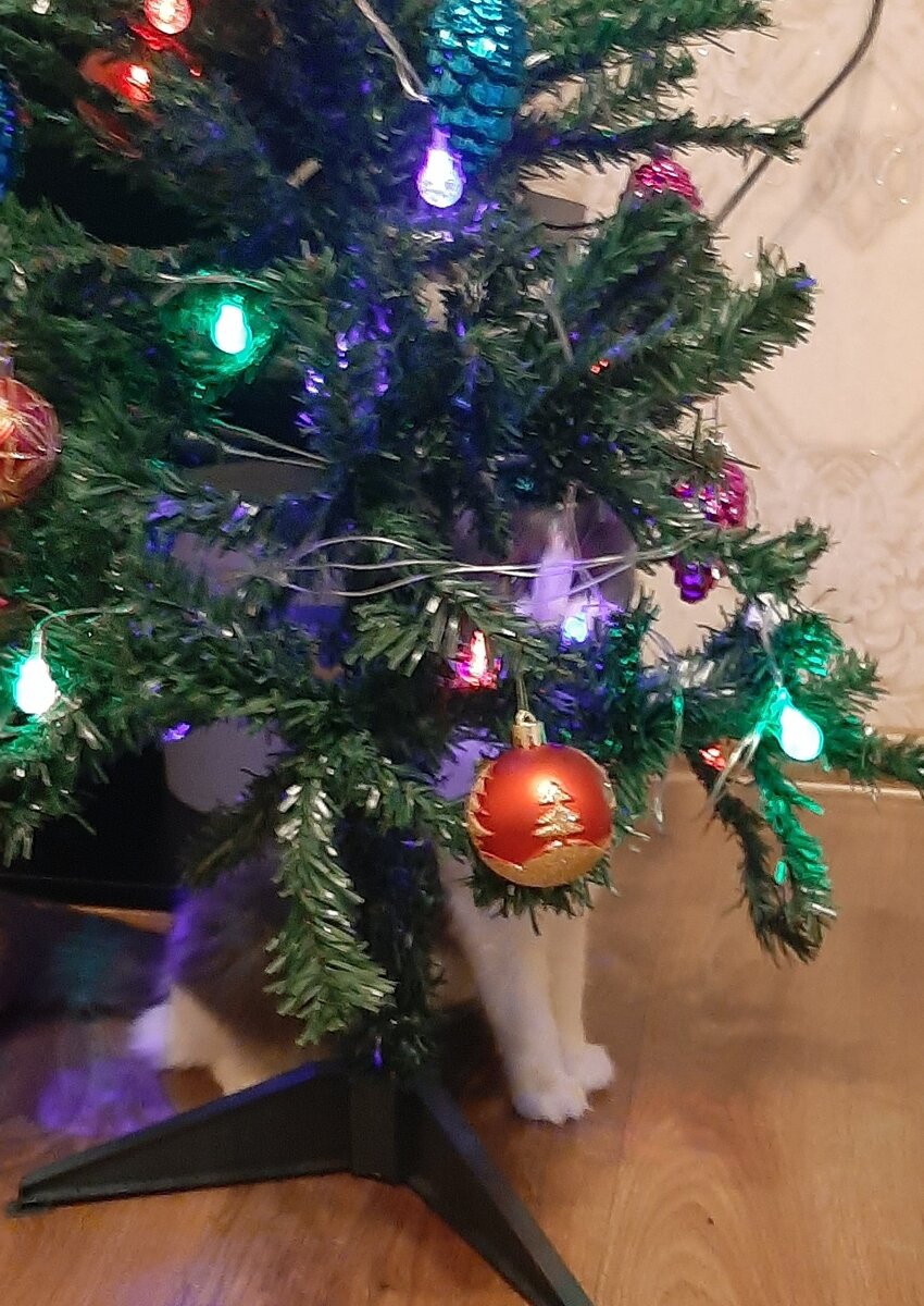 какая кошечка? Вы видите тут кошечку? Мы - нет