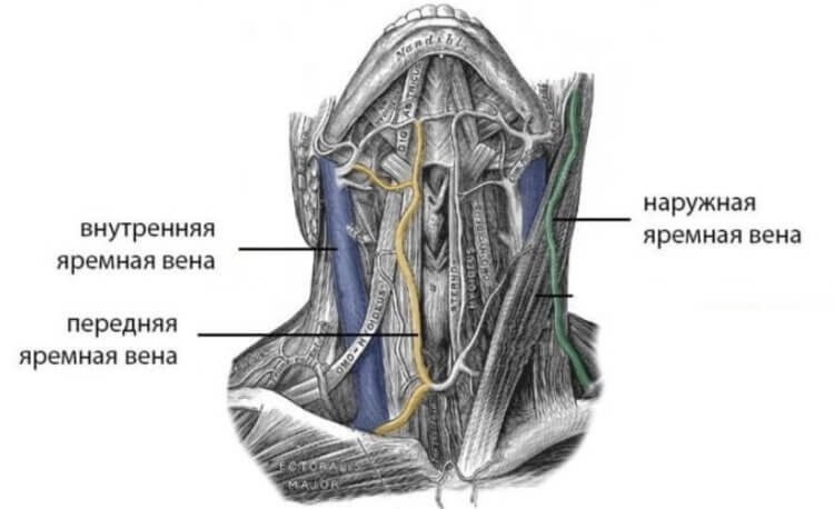 Космические условия провоцируют образование тромбов на яремных венах, показанных на изображении