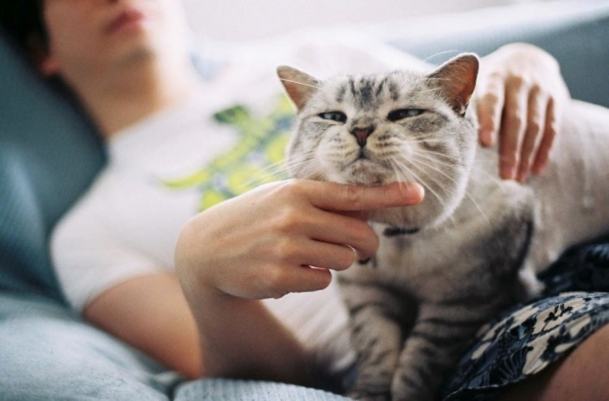 Снится гладят руку. Гладить кошку. Кошка и хозяин. Кошка на руках. Держит кота.