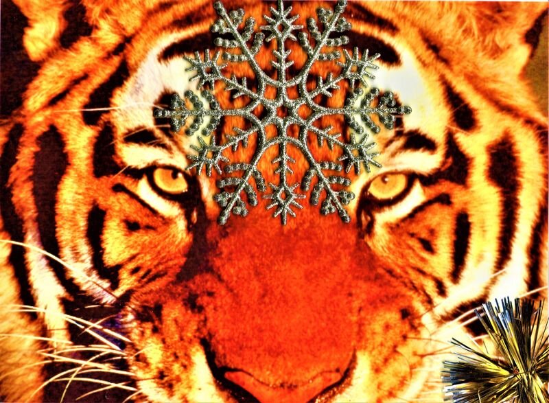  Поздравляю всех с Новым годом Тигра! Фото автора.